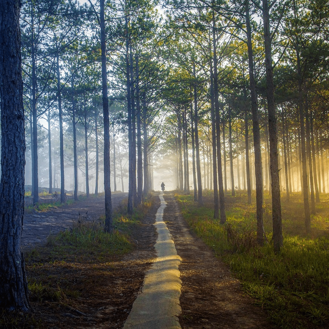 photo de chemin dans la foret